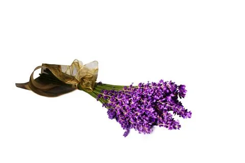 Lavender in front of white background Foto stock