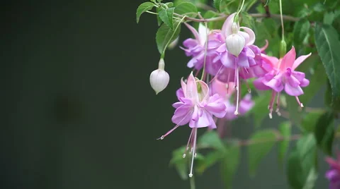 Lavender fuchsia with copy space Stock Footage 4279730
