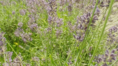 Lavender in full bloom and bees, macro Stock Footage 111663052
