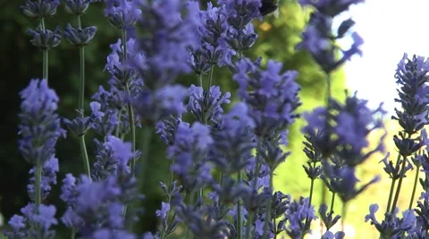 Lavender in garden 01 Stock Footage 51866541