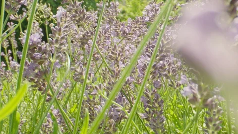 Lavender garden in bloom with bees, macro Stock-Footage 111662438