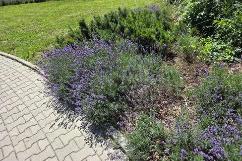 Lavender Garden Border with Stone Pathway in Sunny Park Setting Stock Photos