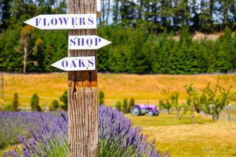 Lavender garden with direction signs and tractor in background Stock Photos