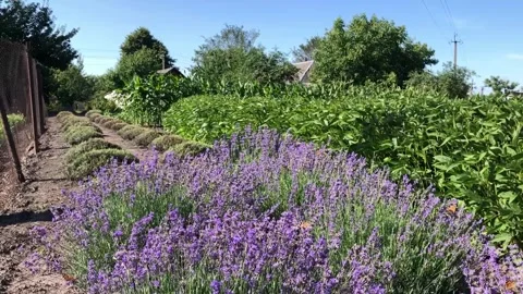A lavender garden featuring both blooming and trimmed bushes on a sunny summer d Video stock 341479365