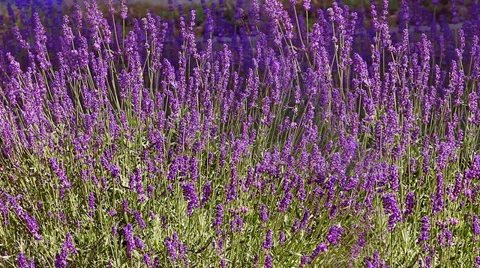 Lavender garden Stock Footage 36696753