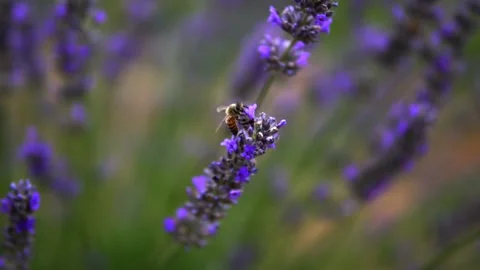 Lavender Garden Stock Footage 167188290