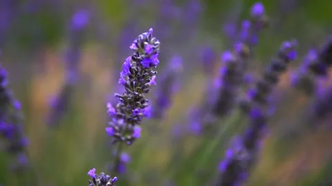 Lavender Garden Stock Footage 167188316
