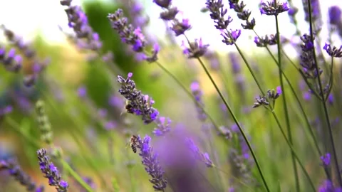 Lavender Garden Stock Footage 167188332