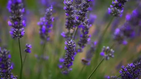 Lavender Garden Stock Footage 167188384