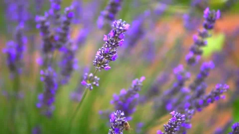 Lavender Garden Stock Footage 167188401
