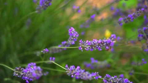 Lavender Garden Stock Footage 167188407