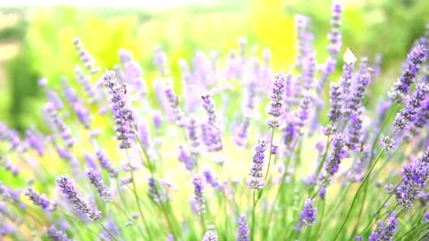 Lavender Garden Stock Footage 169419479