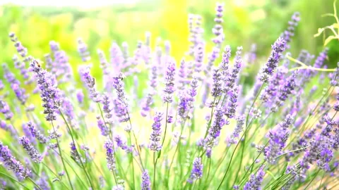Lavender Garden Stock Footage 169419484