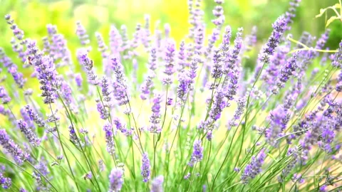 Lavender Garden Stock Footage 169419530