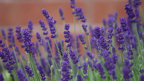 Lavender in the garden Stock Footage 310895955