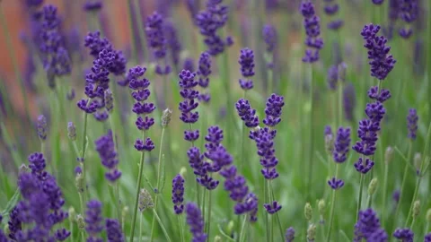 Lavender in the garden Stock Footage 310895959