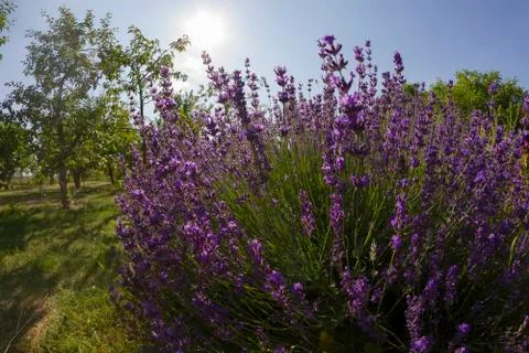 Lavender in garden Stock Photos