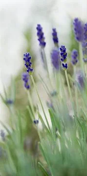 Lavender in garden Foto stock