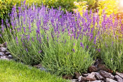 Lavender in the garden Stock Photos