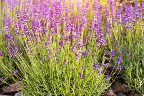 Lavender in the garden Stock Photos