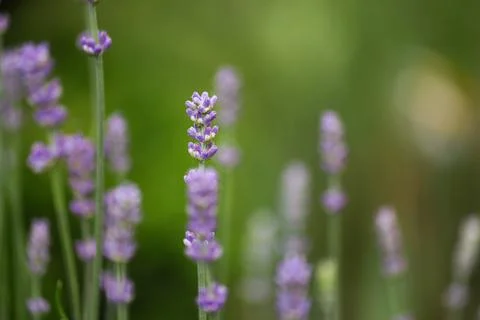 Lavender in the garden Stock Photos