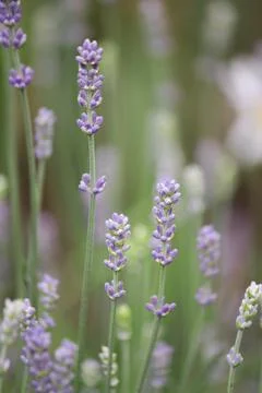 Lavender in the garden Stock Photos
