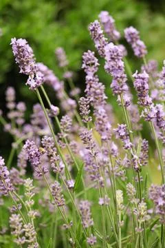 Lavender in the garden Stock Photos