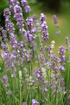 Lavender in the garden Stock Photos