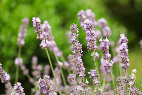Lavender in the garden Foto stock