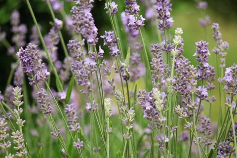 Lavender in the garden Foto stock