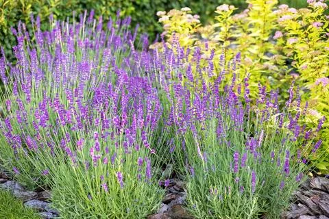Lavender in the garden Stock Photos