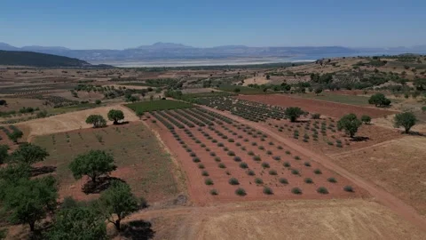 Lavender gardens 09 Stock Footage 278536113