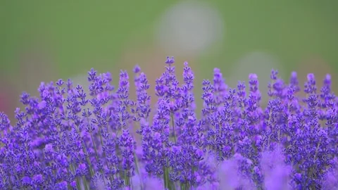 Lavender in gentle 4K slow motion against vibrant green nature, beautifully Stock Footage 291324578