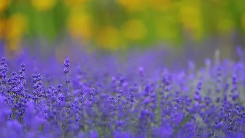 Lavender gently swaying, vibrant greenery, and a beautiful blurred effect in 4K. Stock Footage 293361280
