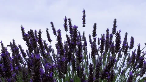Lavender Grass with Flying Bees Slowly Swayed by Wind Blow in Cloudy Weather. Video stock 250394887