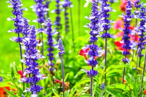 Lavender with grass 写真素材