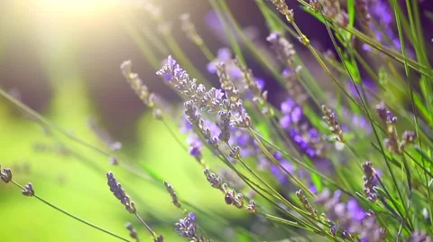 Lavender. Growing Lavender Flower closeup. Field Stock Footage 59084451