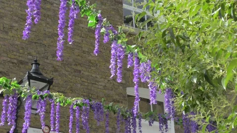 Lavender hanging in the streets Stock-Footage 91222630
