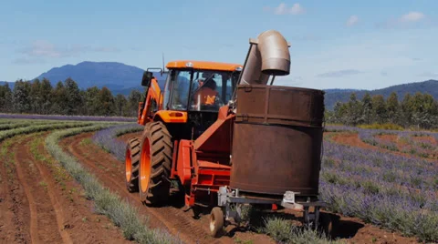 Lavender harvest Stock Footage 34013466