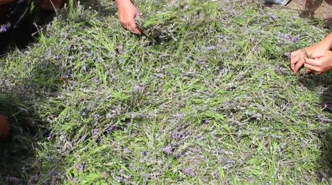 Lavender harvest Vídeo Stock 65103457