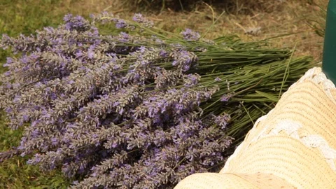Lavender harvest.working hands on field. Stock Footage 112951828