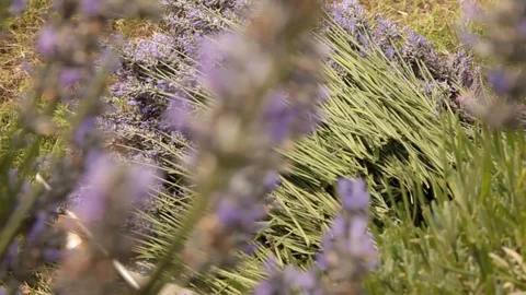 Lavender harvest.working hands on field with light wind Stock Footage 112951830