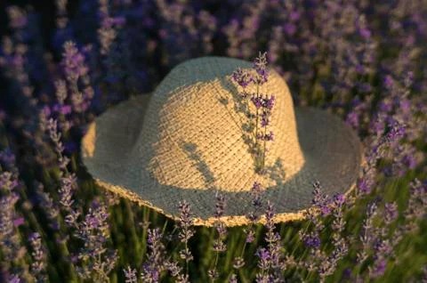 Lavender in a hat Stock Photos