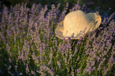 Lavender in a hat Stock Photos