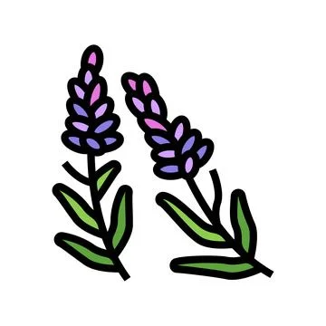 Lavender herb color icon vector illustration Illustrazione stock