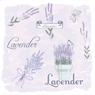 Lavender, herb Stock Illustration