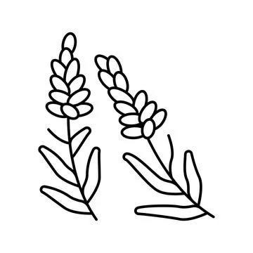 Lavender herb line icon vector illustration Illustrazione stock