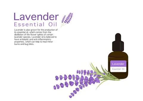Lavender herb vector isolated on white background ep01 Stock Illustration
