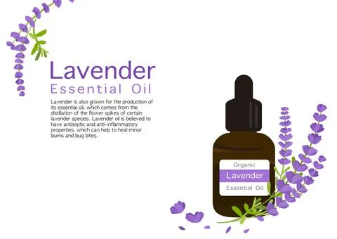 Lavender herb vector isolated on white background ep02 Stock Illustration