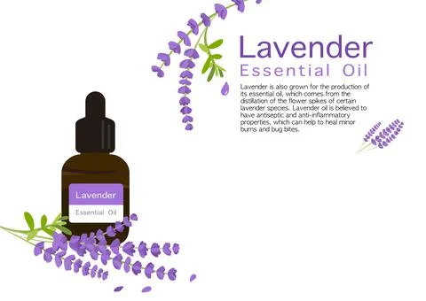 Lavender herb vector isolated on white background ep03 Stock Illustration